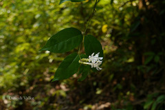 Jasminum coarctatum